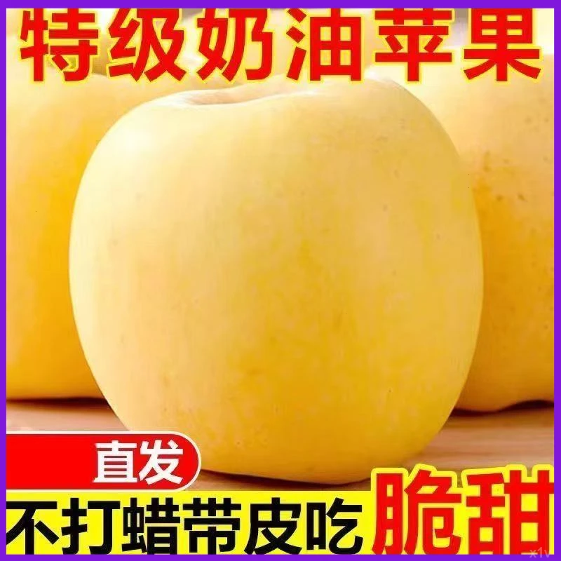 黄金奶油富士苹果脆甜多汁产地果园直发本地自然脆成熟现摘