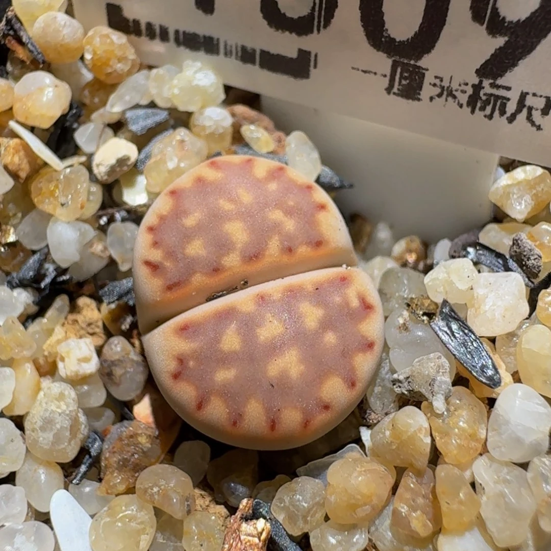zzzz生石花肉锥1509