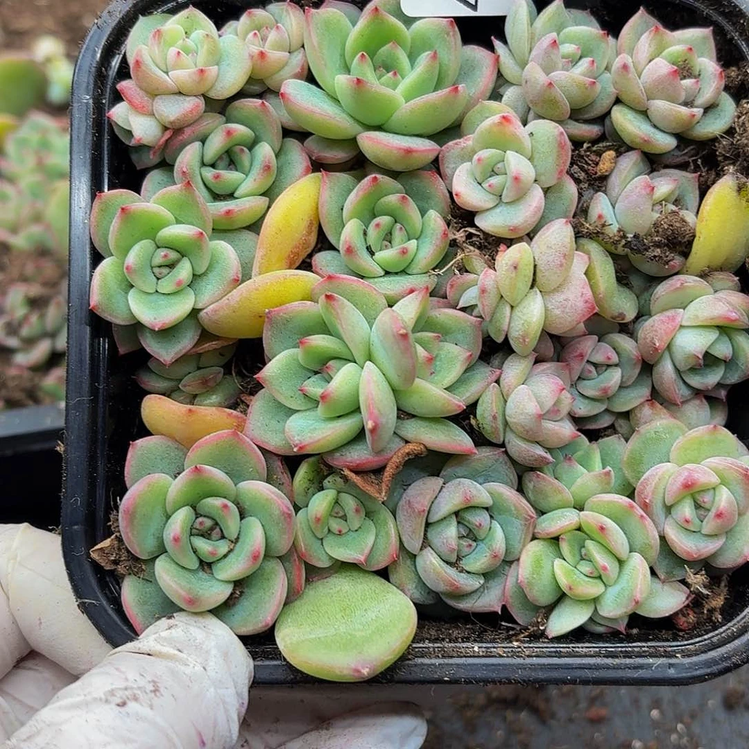 I****o多肉植物多肉植物410