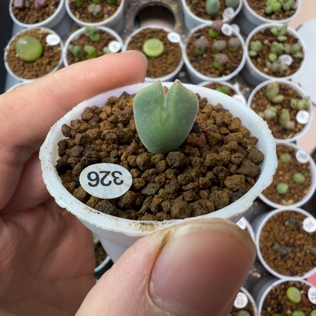 空蝉一颗脱土3260000