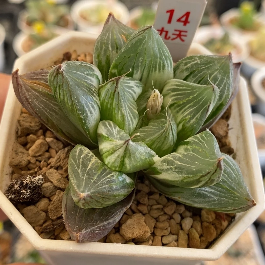 14号三仙寿锦多肉植物