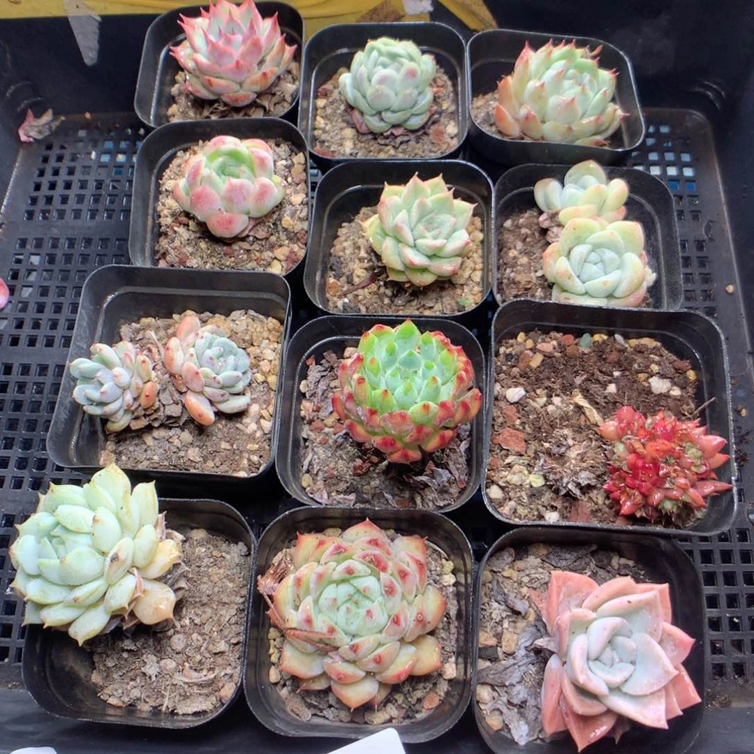 无花朵S16英语英语英语英语英语英语