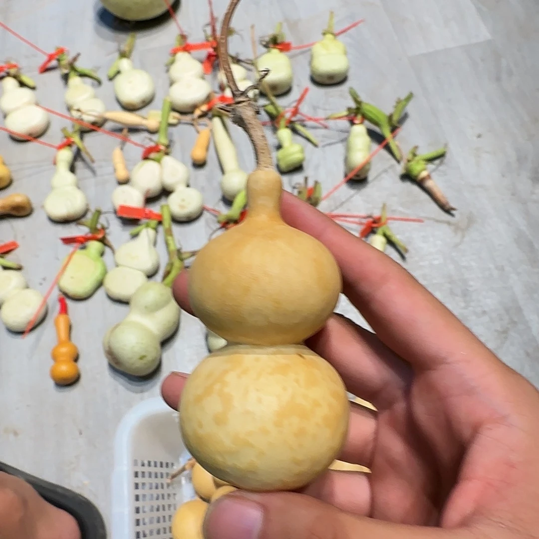 零**星哈哈你是个好孩子啊哈哈我也是很喜欢的呢我也是想要