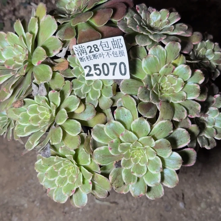 25070水墨画多肉植物