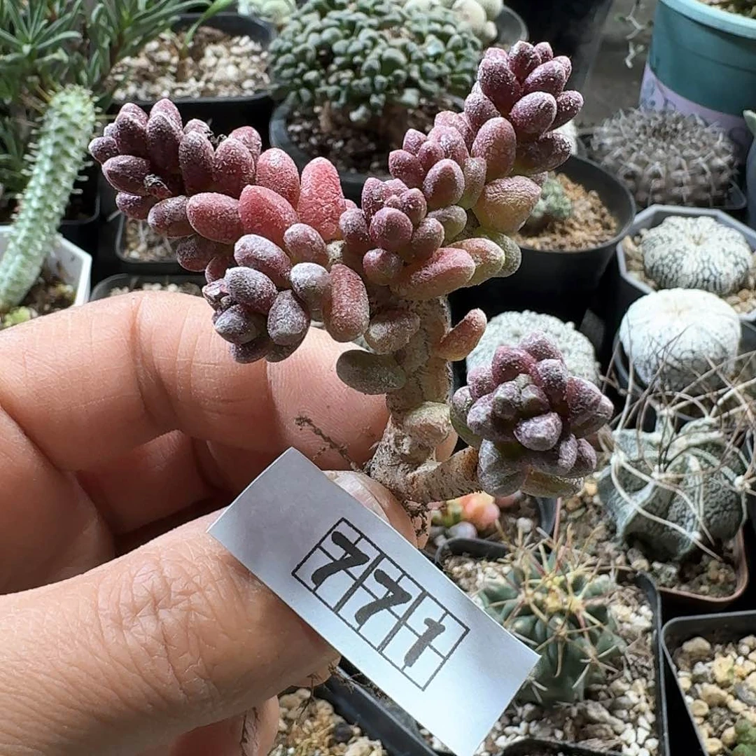 771寿桃青锁龙脱土发货