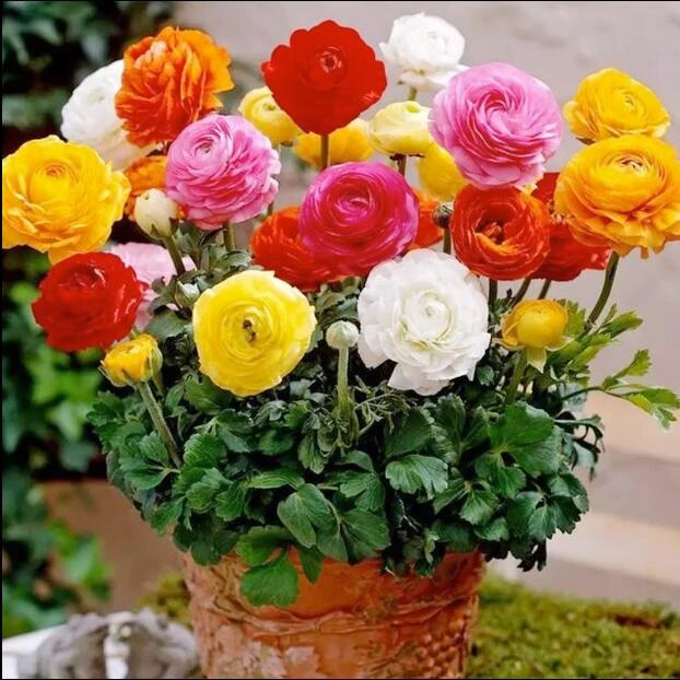 【带芽发货】进口洋牡丹耐寒浓香花卉芹叶牡丹重瓣花毛茛种球