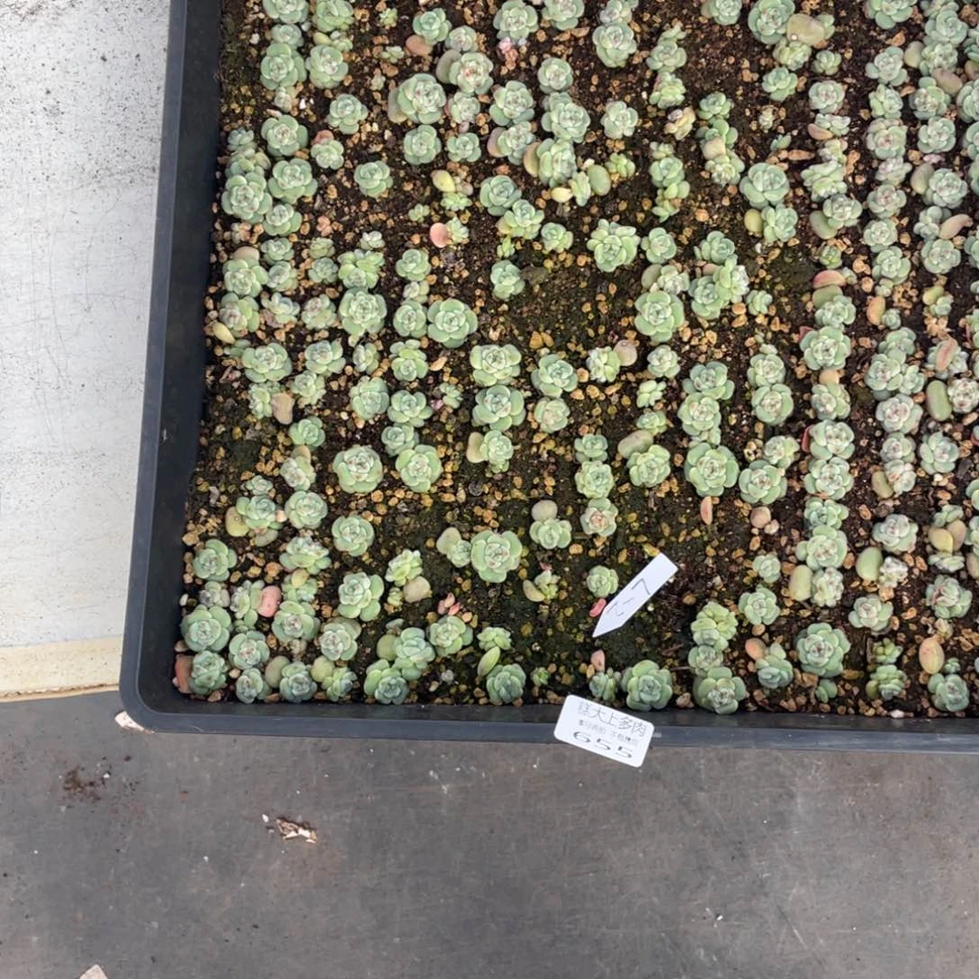 梅****糕大上多肉植物655