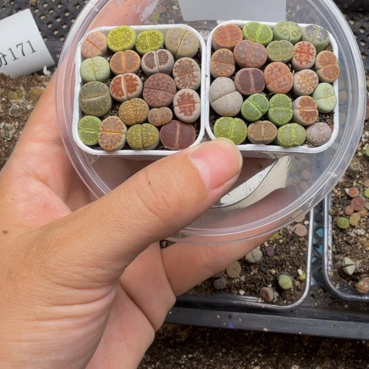 雨***柔多肉植物的生长发育136