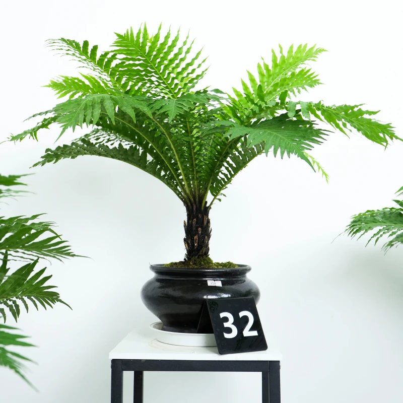 老桩富贵蕨高颜值茶几办公室老板桌面小盆栽艺术摆件
