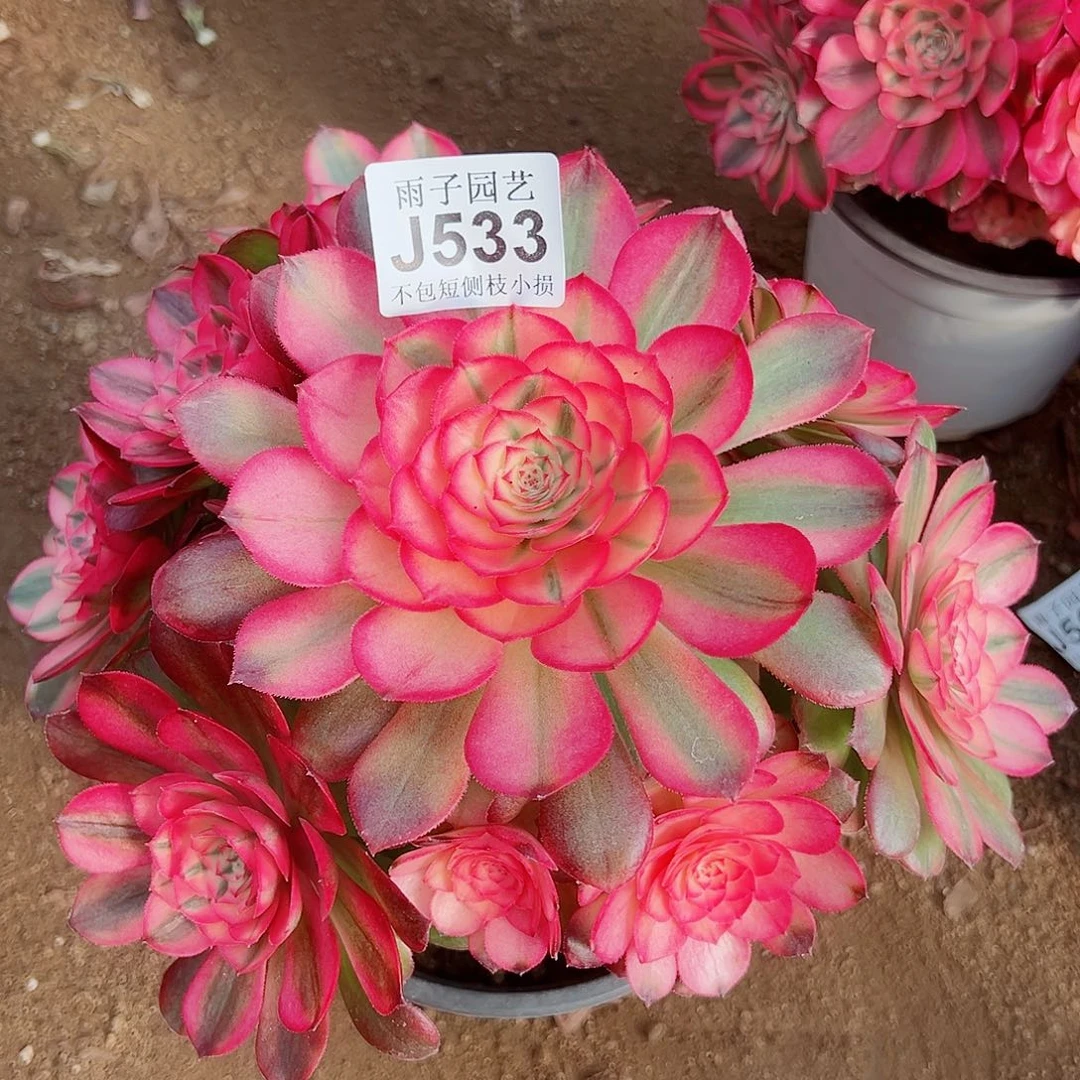 533荔枝尺寸23左右