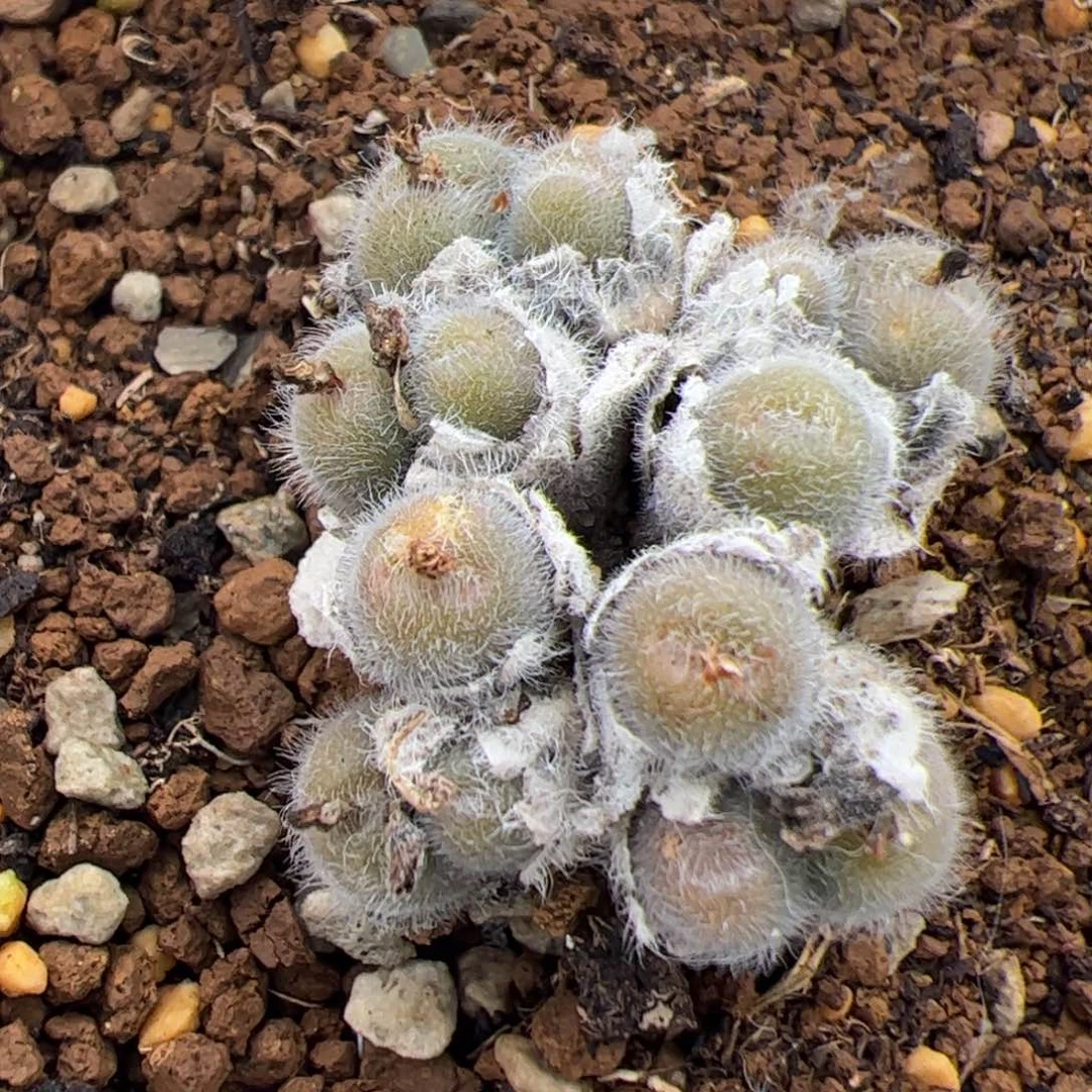 0256号毛球 多肉植物