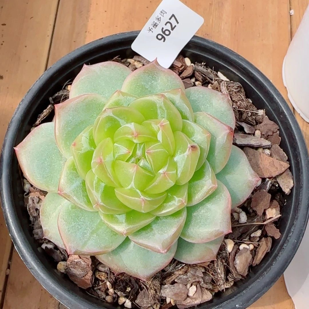 海洋之星，9627多肉植物