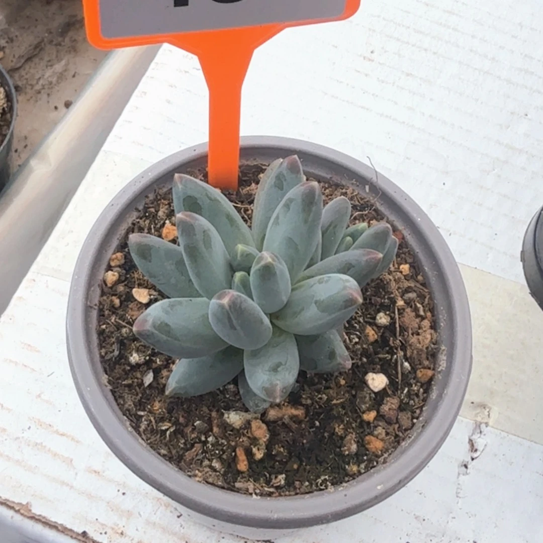 多肉植物一物一拍481