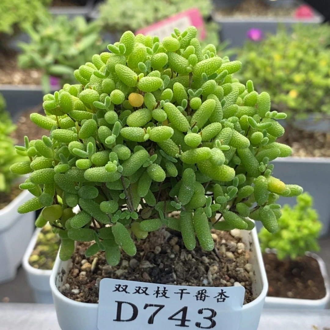 743蜜橘。