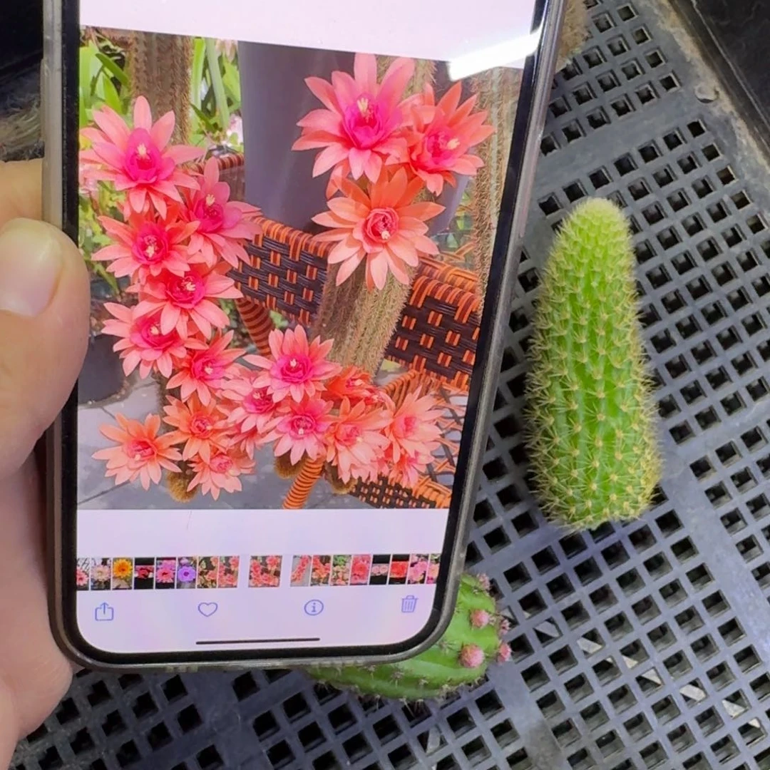 332金妞双色无根侧牙6公分左右，20包邮