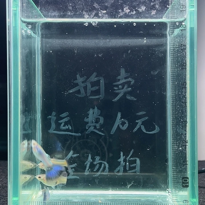 孔雀鱼新加兰孔雀鱼两对