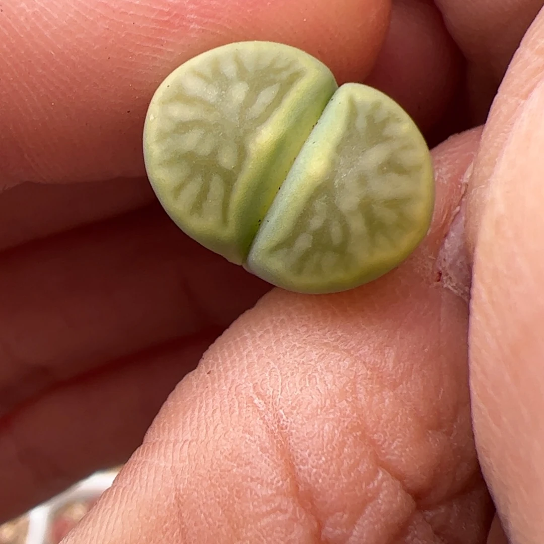 0153号 绿菊多肉植物