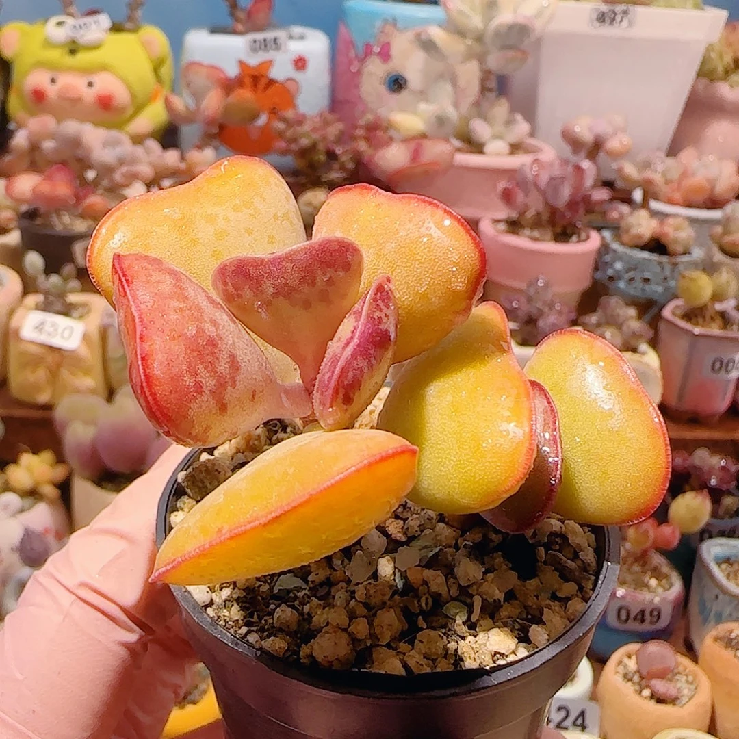 T双头爱心水泡盆口5cm