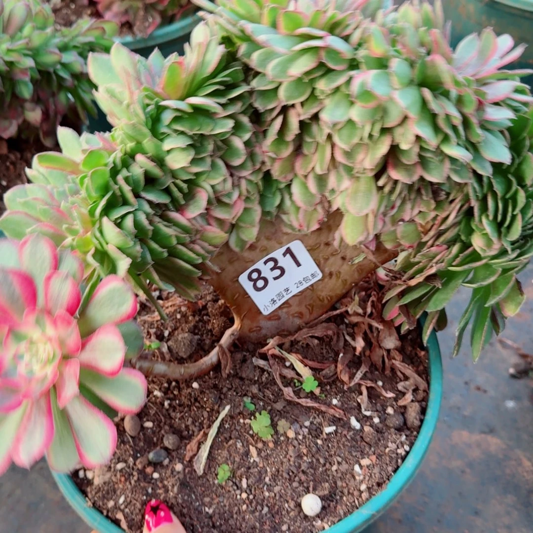 831荔枝缀化多肉植物满28包邮