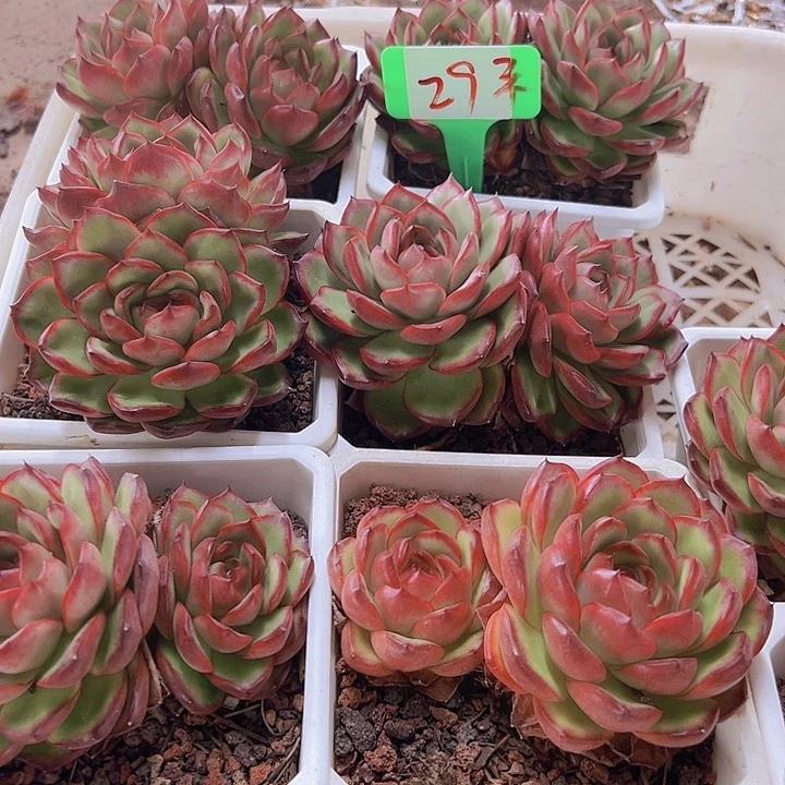 29万宝带盆2个多肉