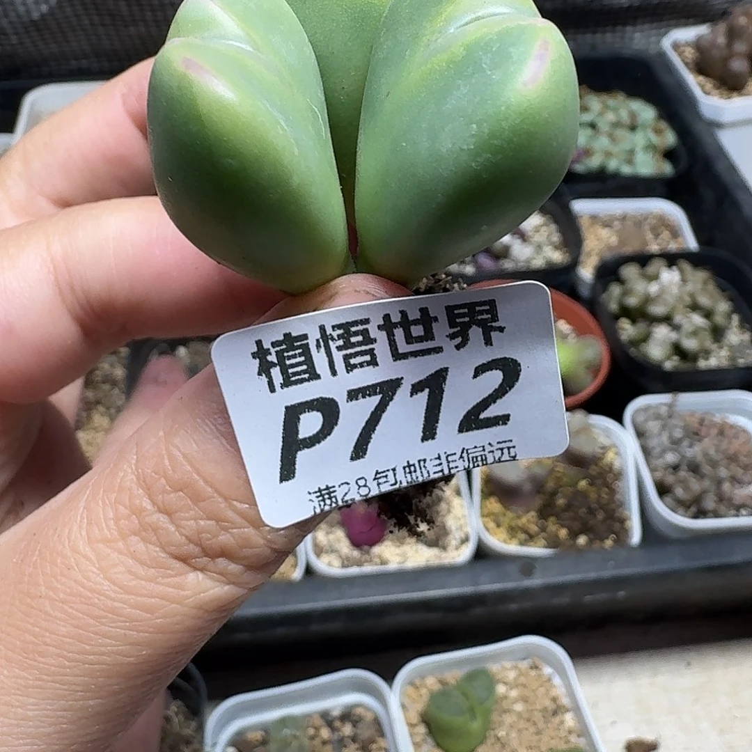 多人的人生的润泽df