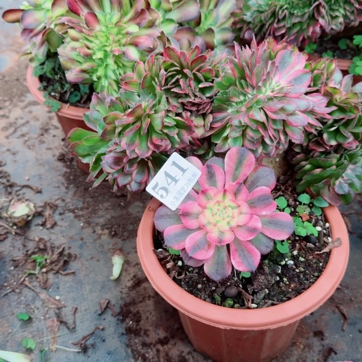 541荔枝缀化多肉植物满28包
