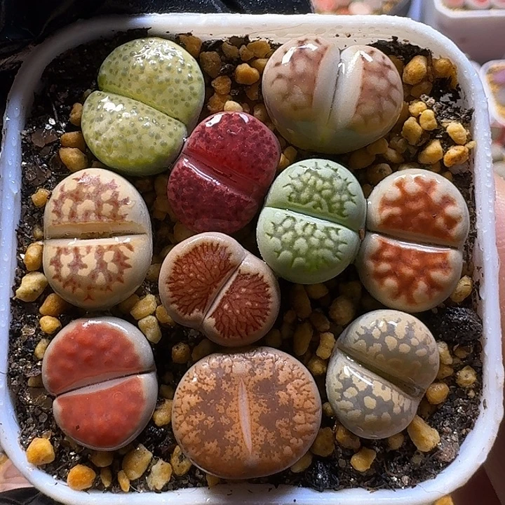生石花1111111。 102