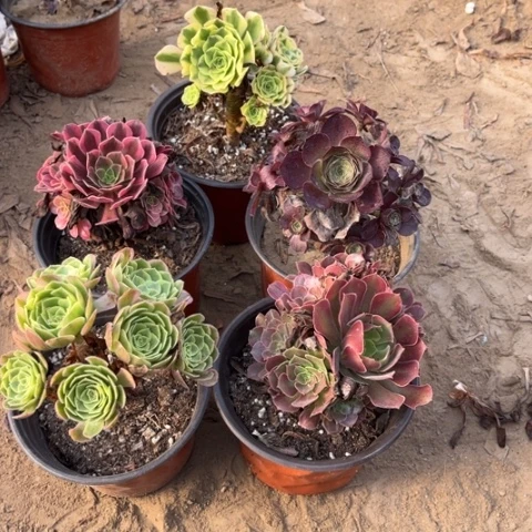 804多肉植物组合，