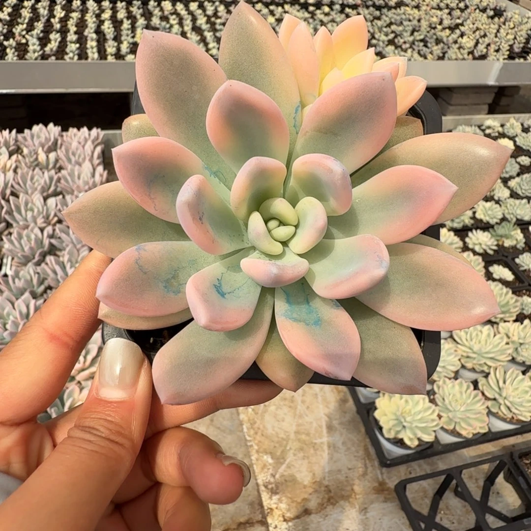 彩虹奥普 安吉园艺