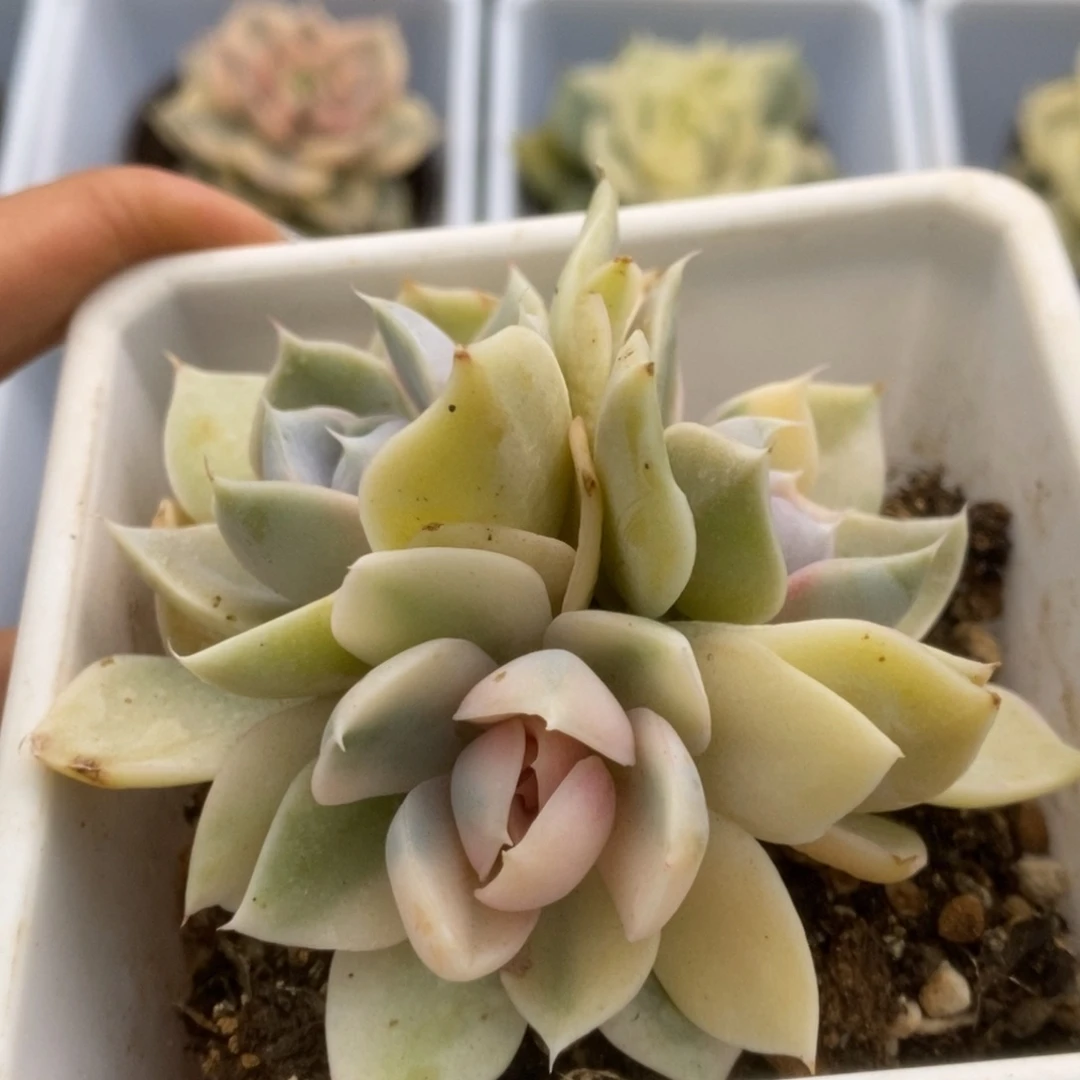 600玉兔锦锦锦锦锦锦