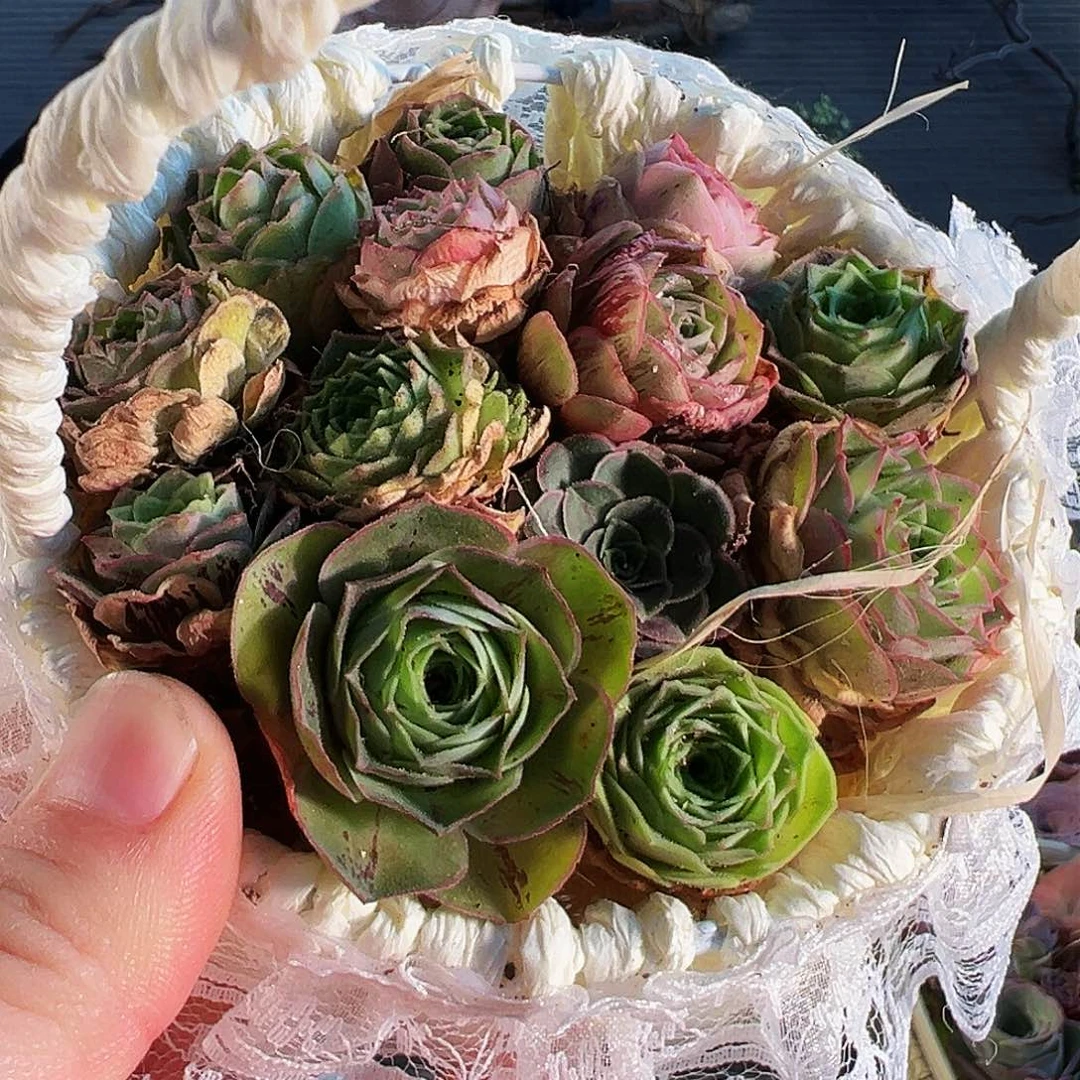 乐*毛毛花篮。B613.613