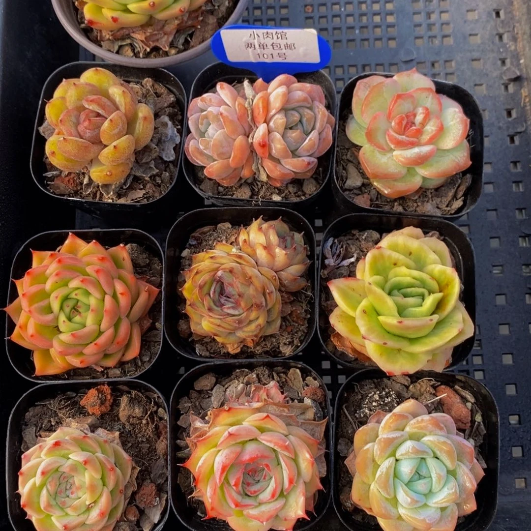 101-精品框拍美肉十个