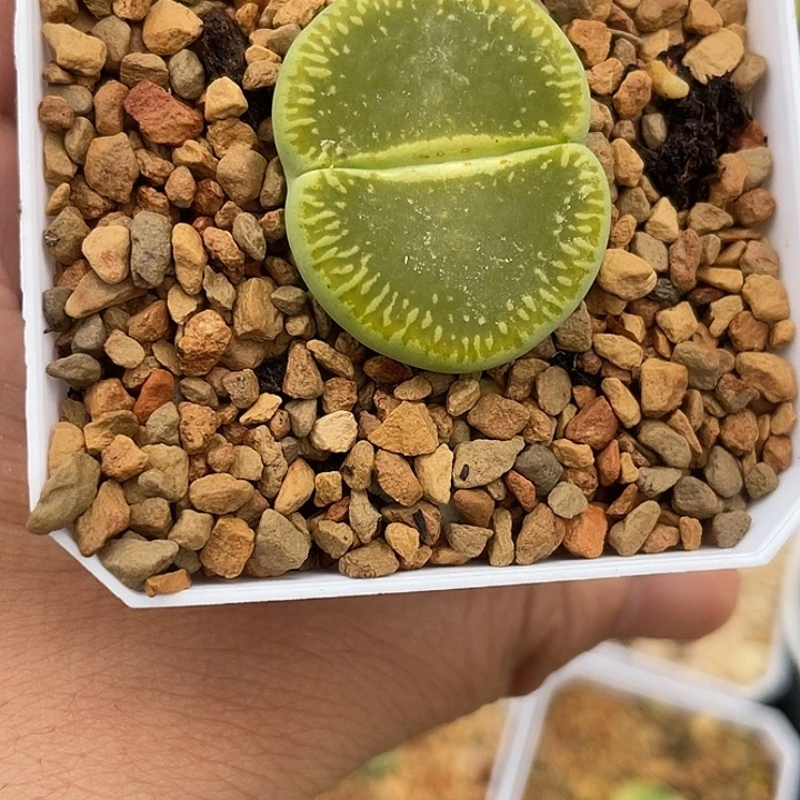 绿光阳大母本999999999999