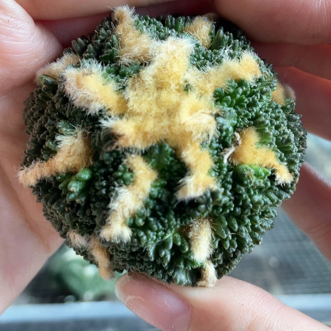5.5cm自根大尤哥斯拉