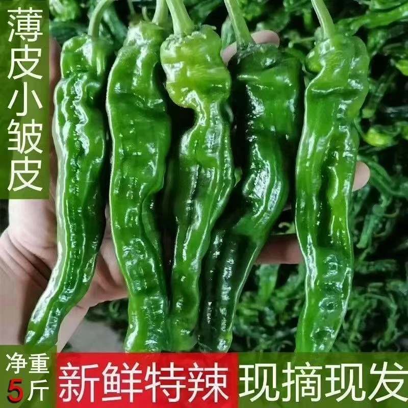 【中辣】新鲜小皱皮辣椒现摘薄皮辣椒新鲜蔬菜农家自种3斤