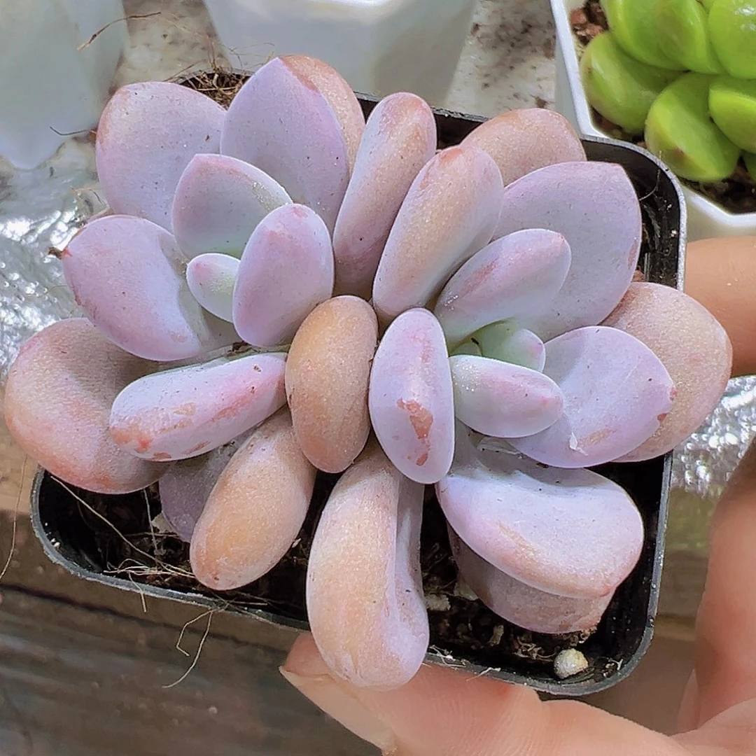双头粉兔9.9包邮植物