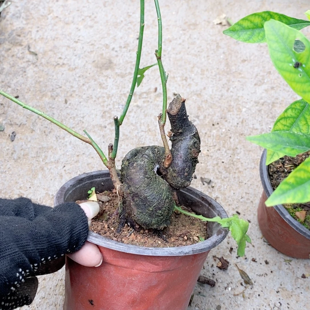 无花朵盆景盆景盆景