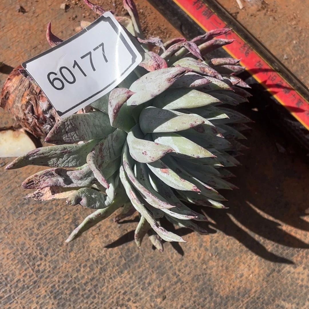 【闪购商品】懒****猫60177