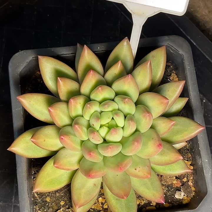 米其林多肉植物665