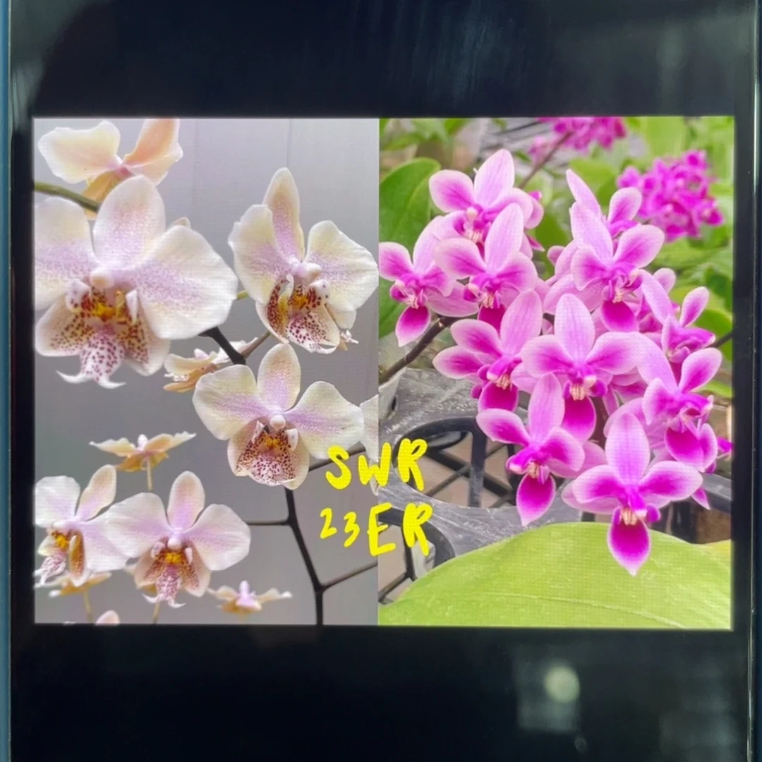 完全开放23ER，西史交EQ，1.7杯苗1棵