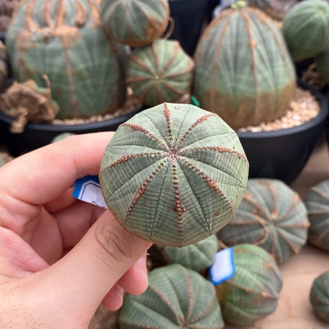 27 欧系实生布纹球多肉植物