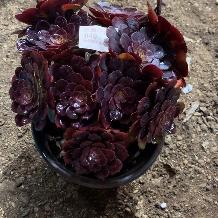 040黑萝莉多肉植物特价