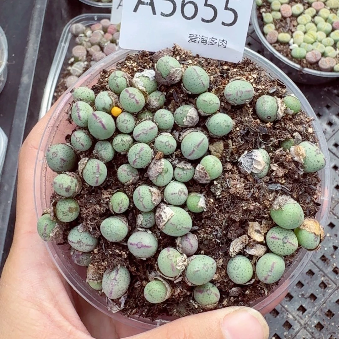 5655–生石花 生石花
