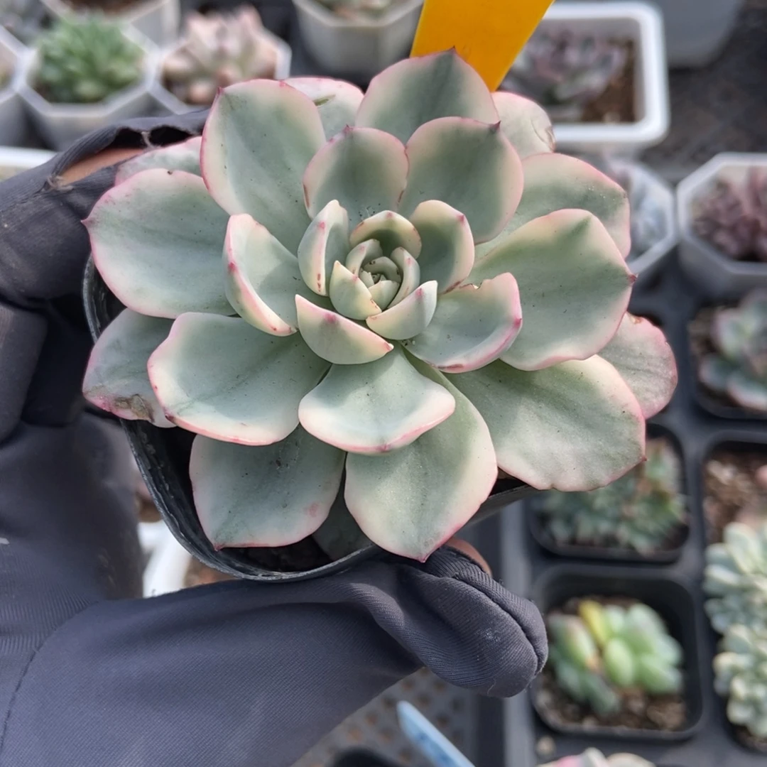 1934黄桃锦多肉植物