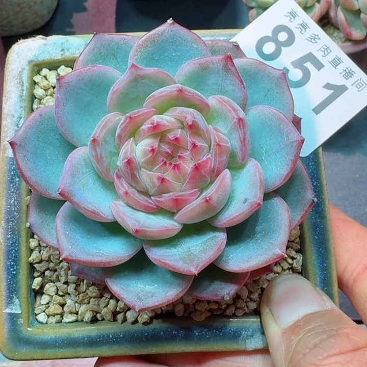 花***兜珍妮         精控精养多肉植物