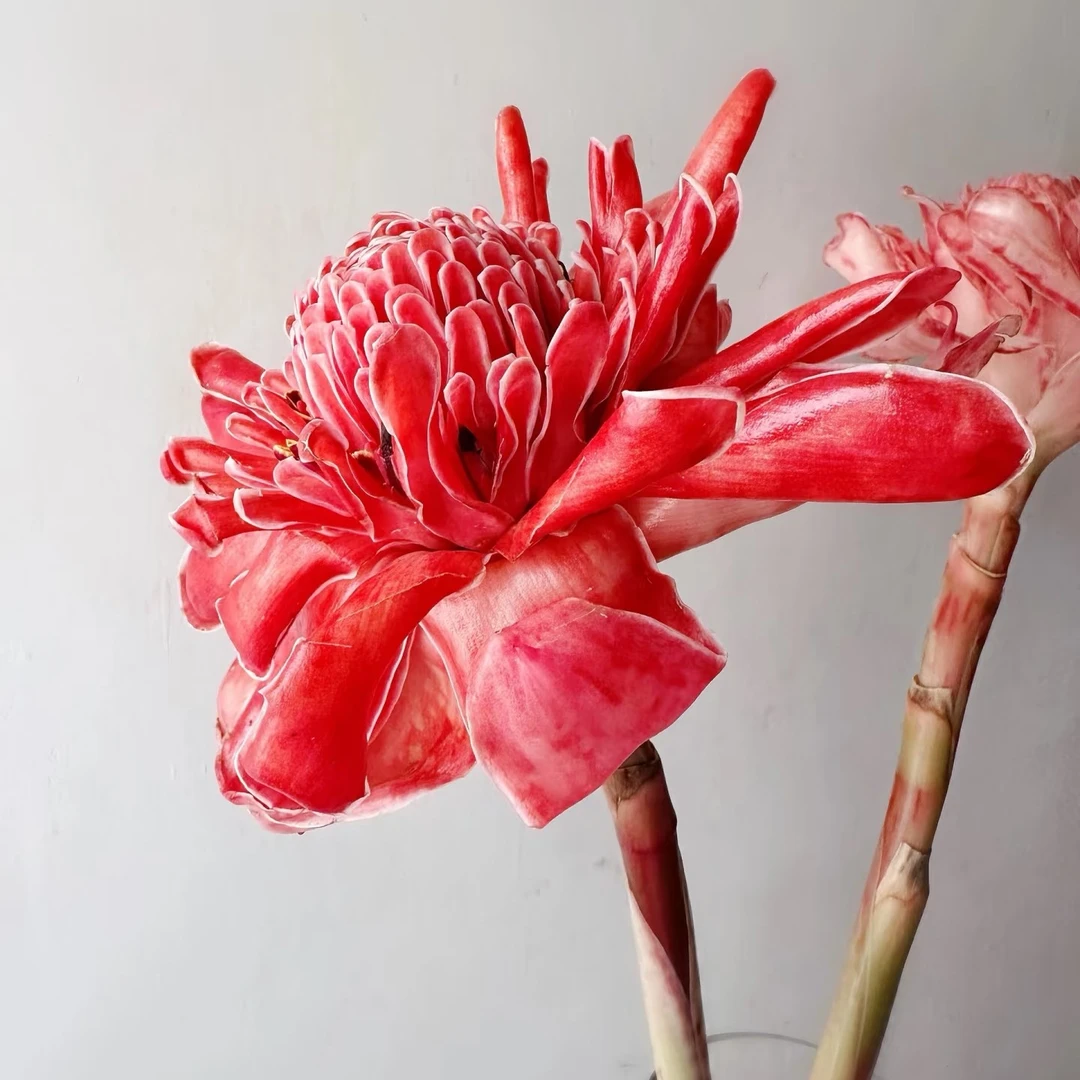 【瓷玫瑰】热情夺目火炬（店内任意三单包邮）