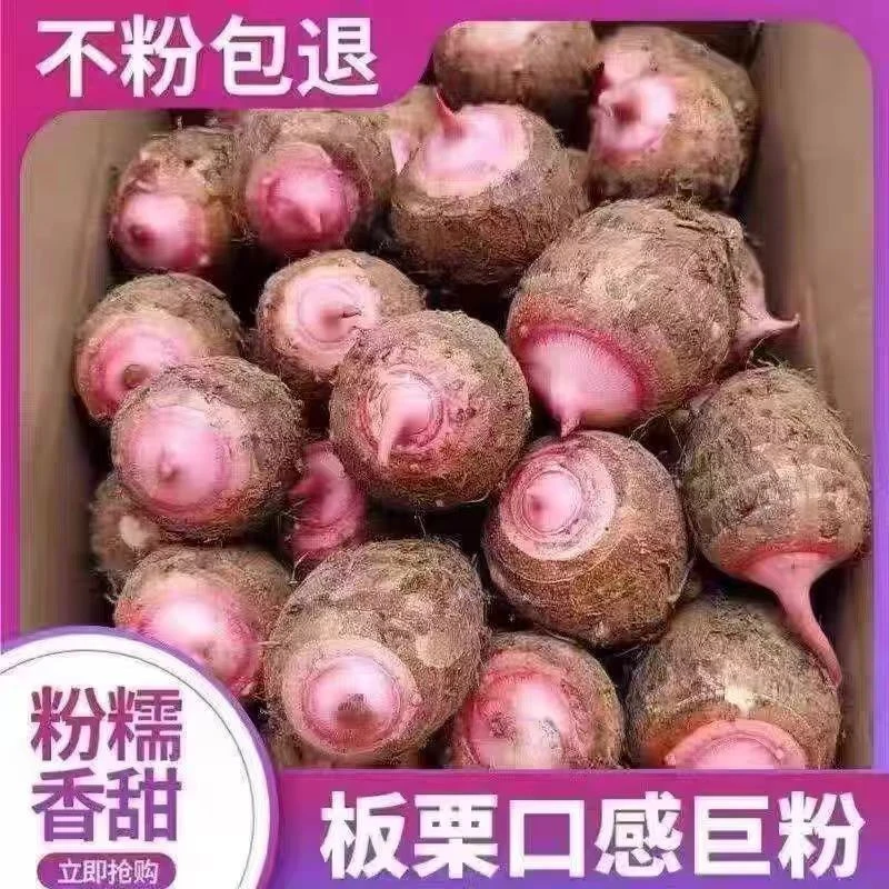 新鲜现挖红芽芋艿软糯香甜小芋头当季蔬菜粉糯香甜宝宝辅食包邮
