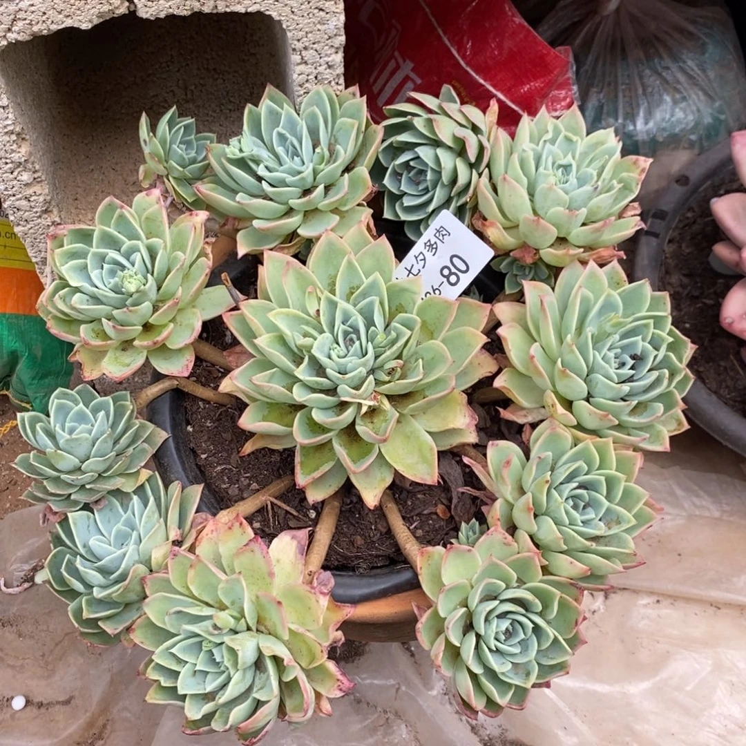 陶*?2680三色堇小七夕多肉