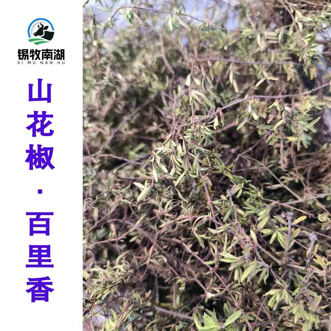 内蒙古赤峰山花椒