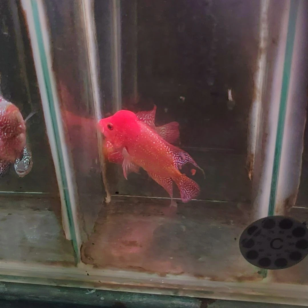 罗汉鱼鱼22222222222